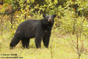 BEARS